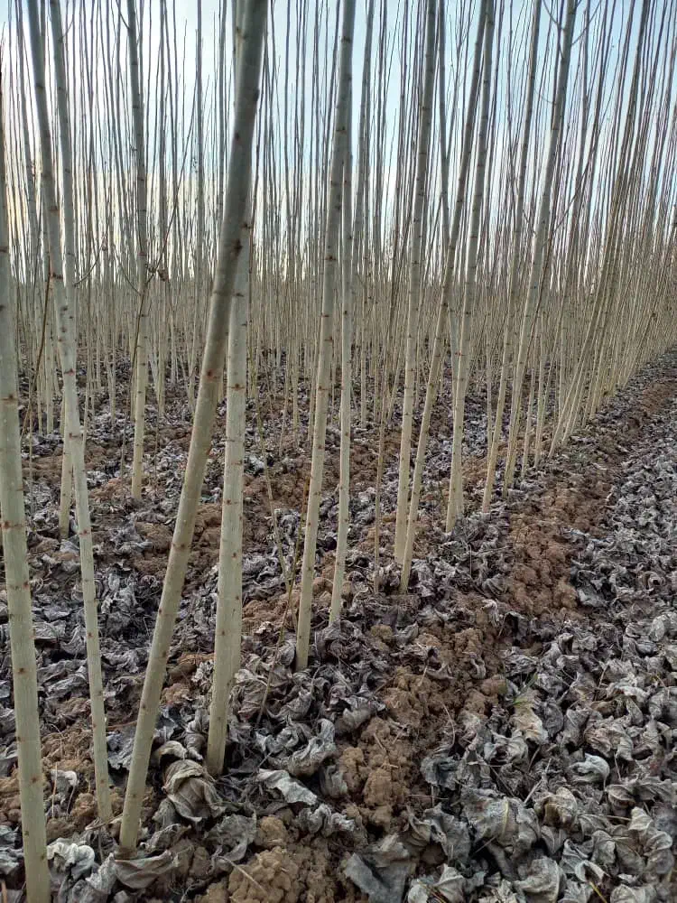 نهال صنوبر|گل و گیاه طبیعی|شیراز, شهرک آرین|دیوار