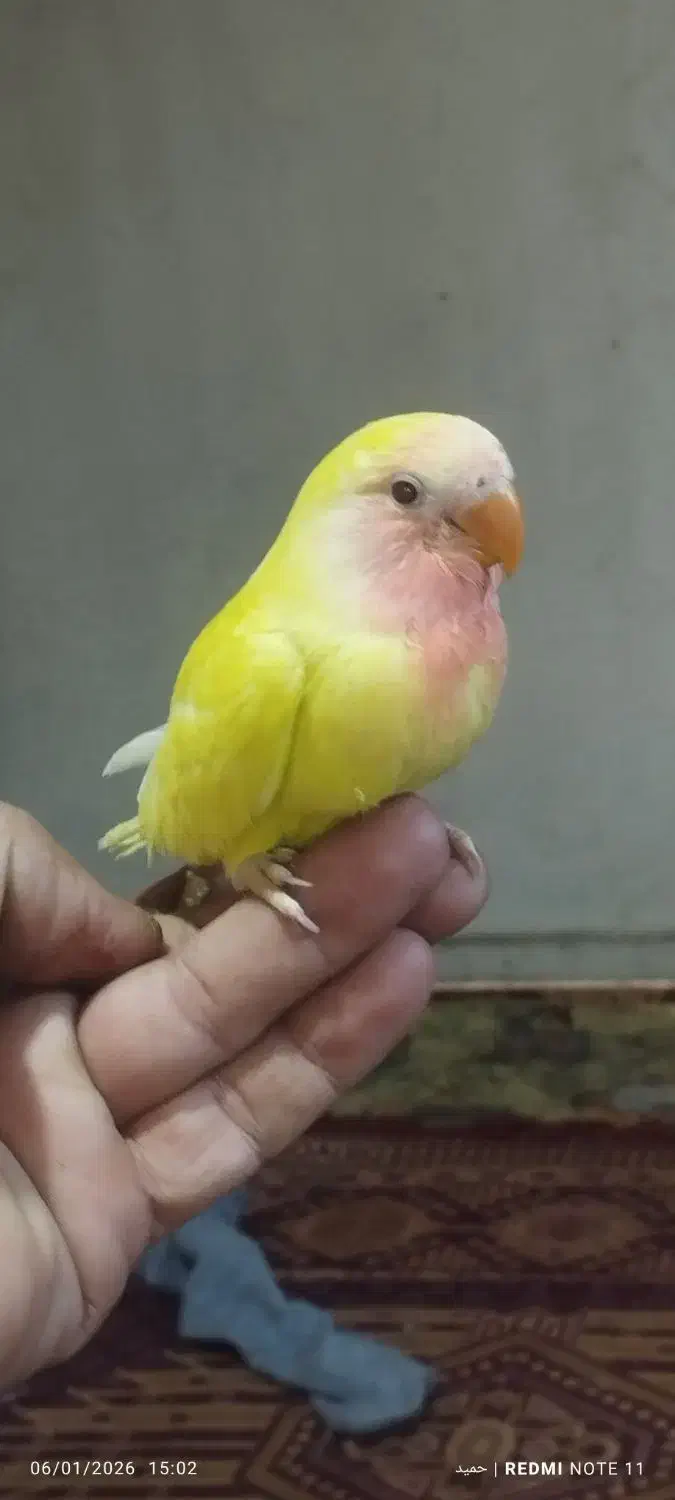 کوتوله برزیلی|پرنده|شیراز, بازار|دیوار