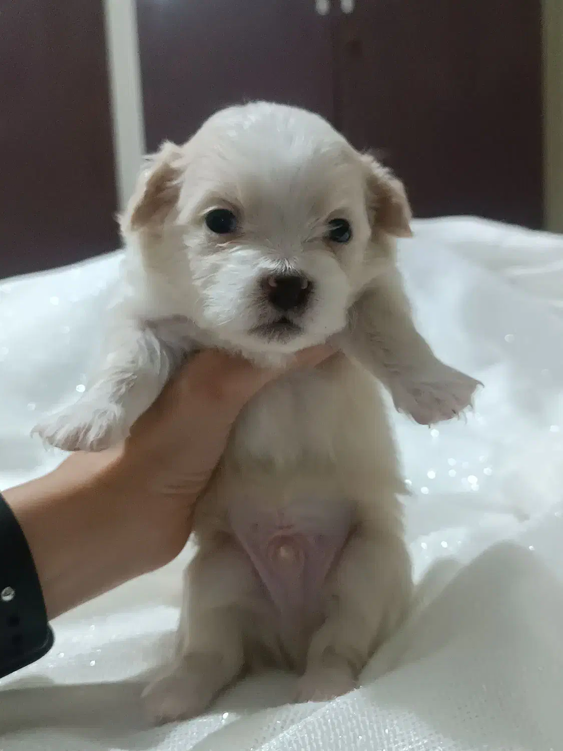 پامر اشپیتز|سگ|تهران, مینای شمالی (مخبر)|دیوار