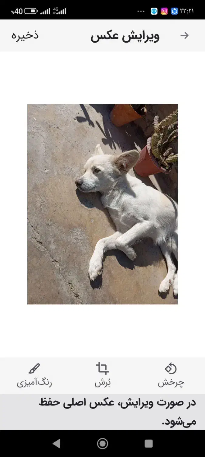 گمشده|حیوانات|دوگنبدان, |دیوار