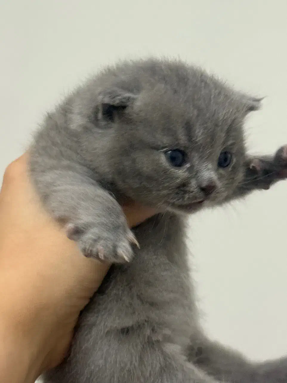 گربه|گربه|بابل, |دیوار