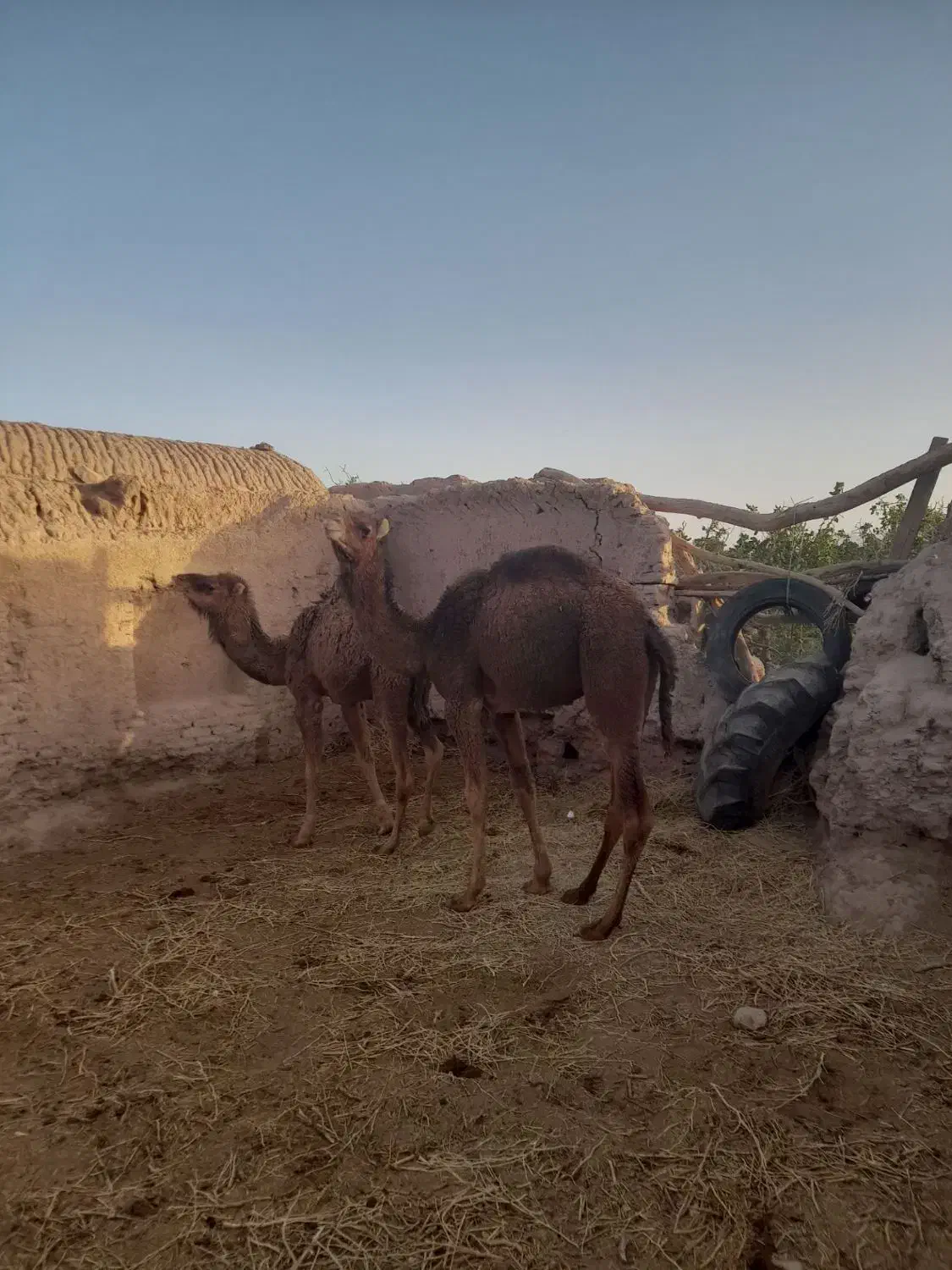 شتر|حیوانات مزرعه|راور, |دیوار