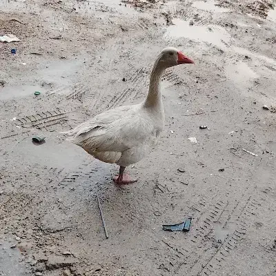 غاز|حیوانات مزرعه|دهدشت, |دیوار