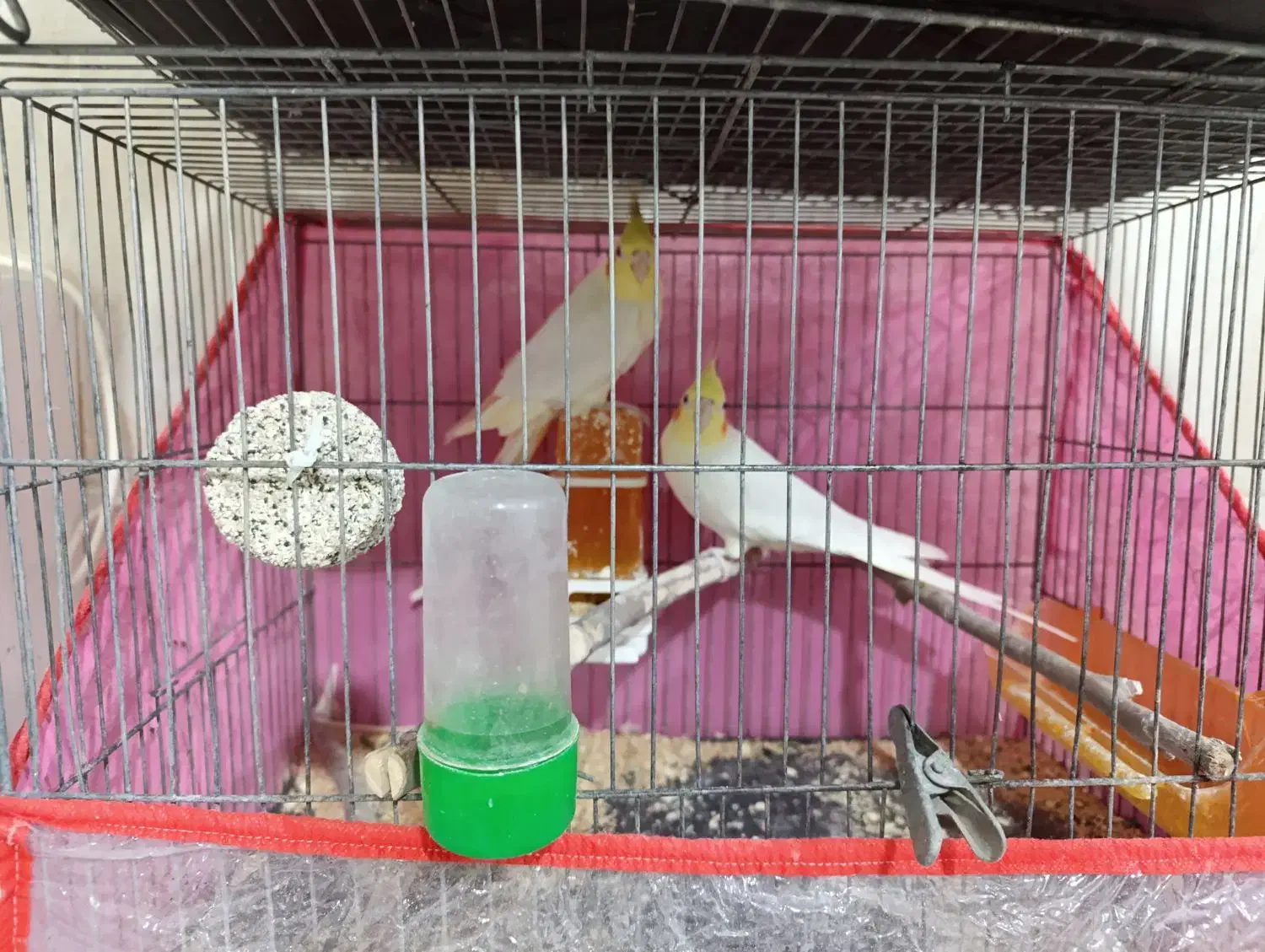 جفت عروس هلندی|پرنده|بردسکن, |دیوار