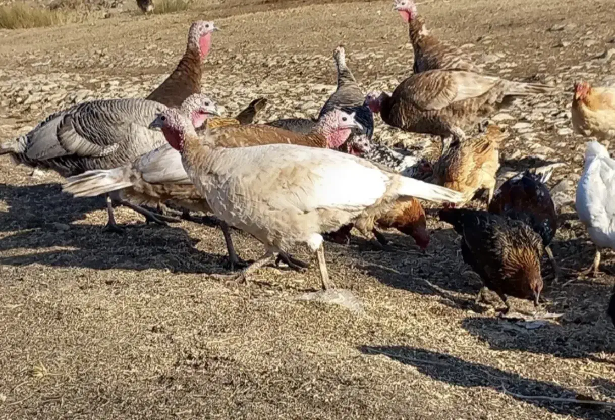 بوقلمون|حیوانات مزرعه|چرداول, |دیوار