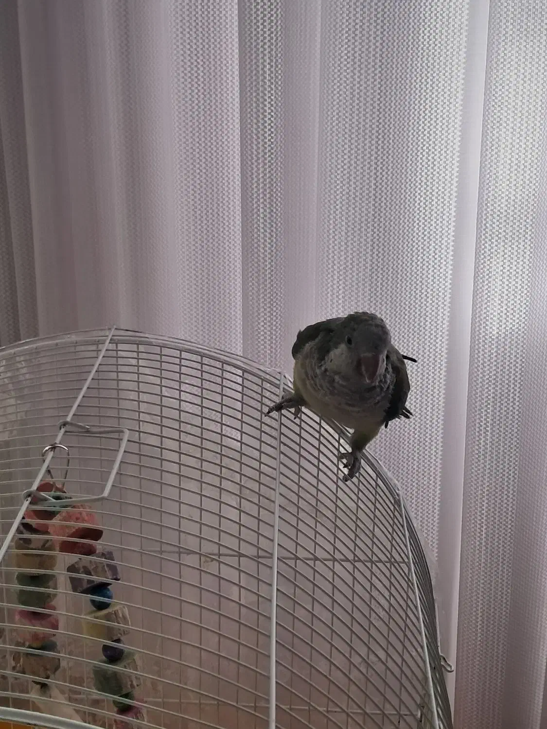 طوطی راهب|پرنده|لامرد, |دیوار