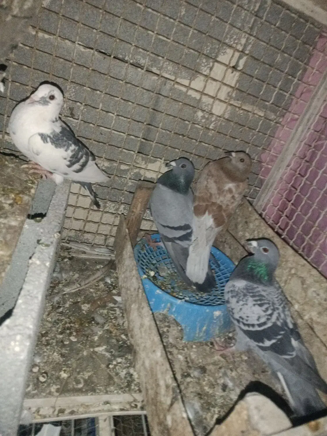 ۳تا کبوتر گرفتنی ارسال از اهواز|پرنده|ایلام, |دیوار