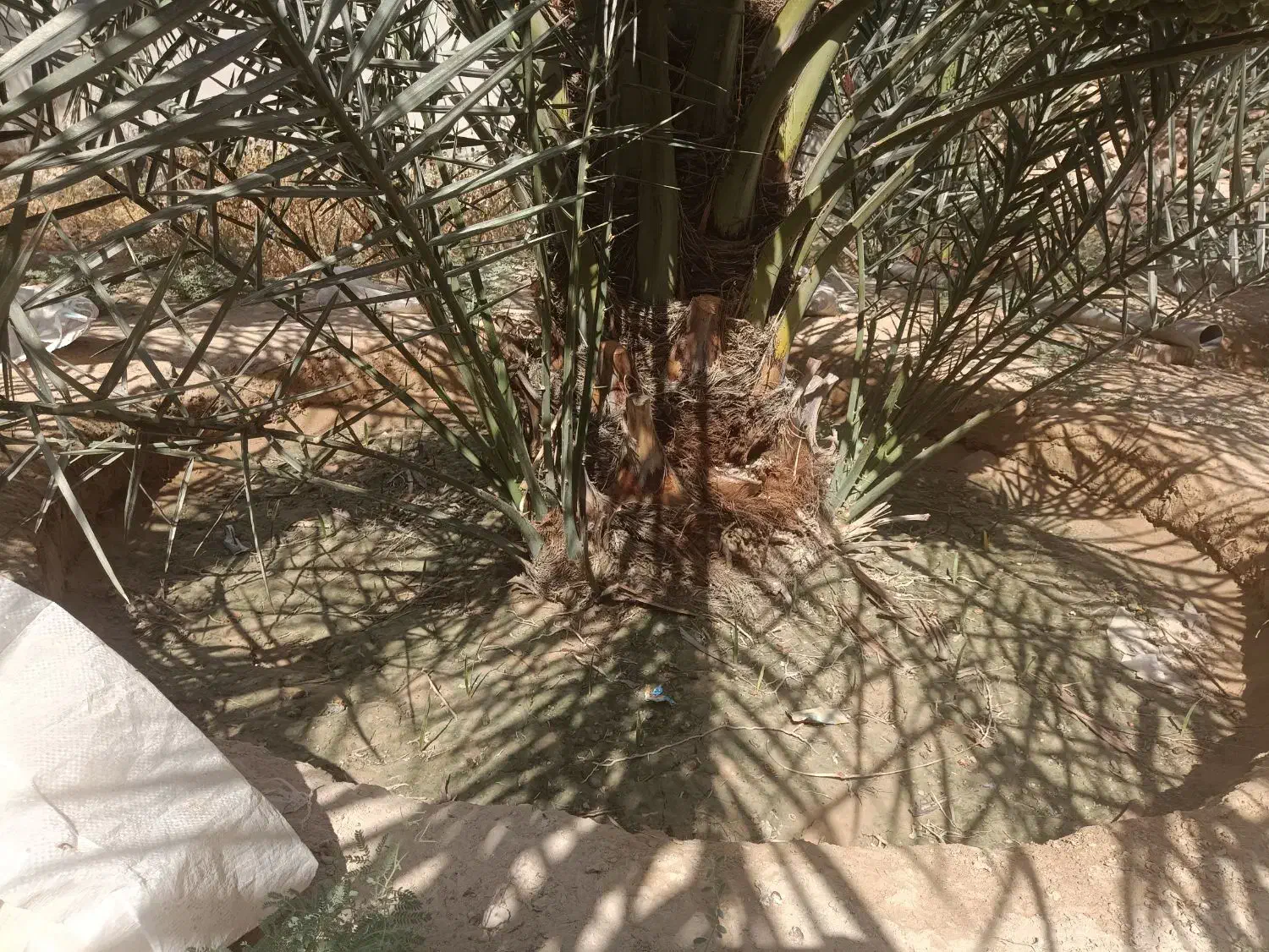 پا جوش نخل محمد خلیلی خورموج روستای عربی|گل و گیاه طبیعی|خورموج, |دیوار