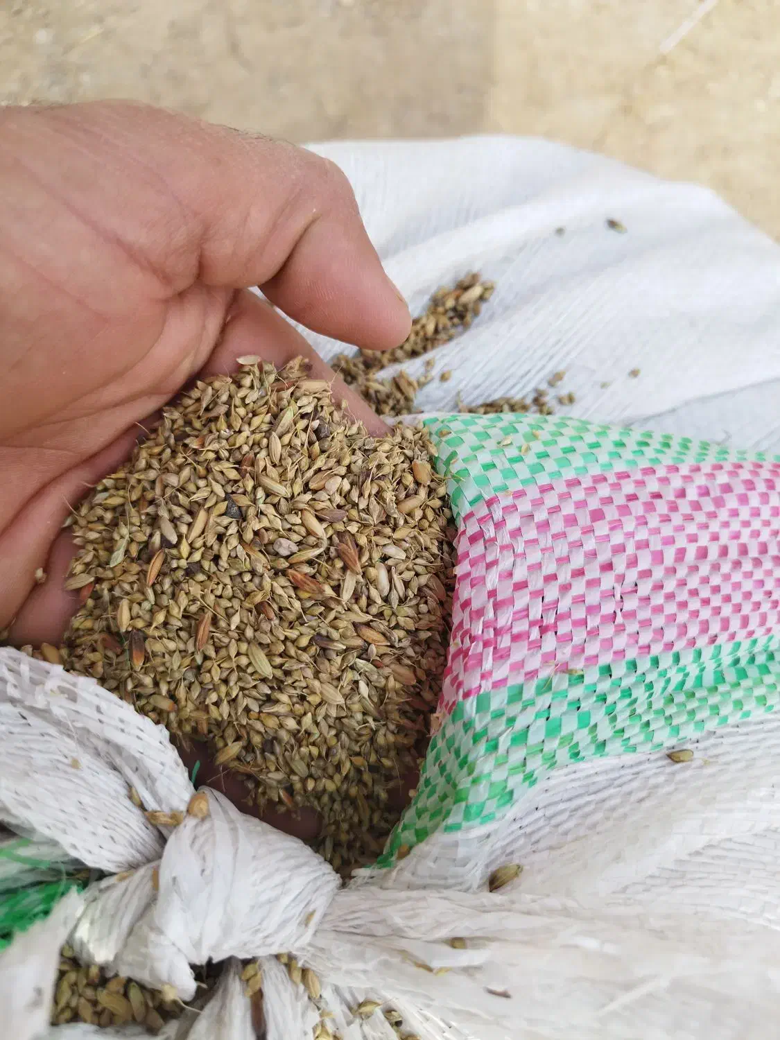 شلتوک با دنان|حیوانات مزرعه|حمیدیه, |دیوار