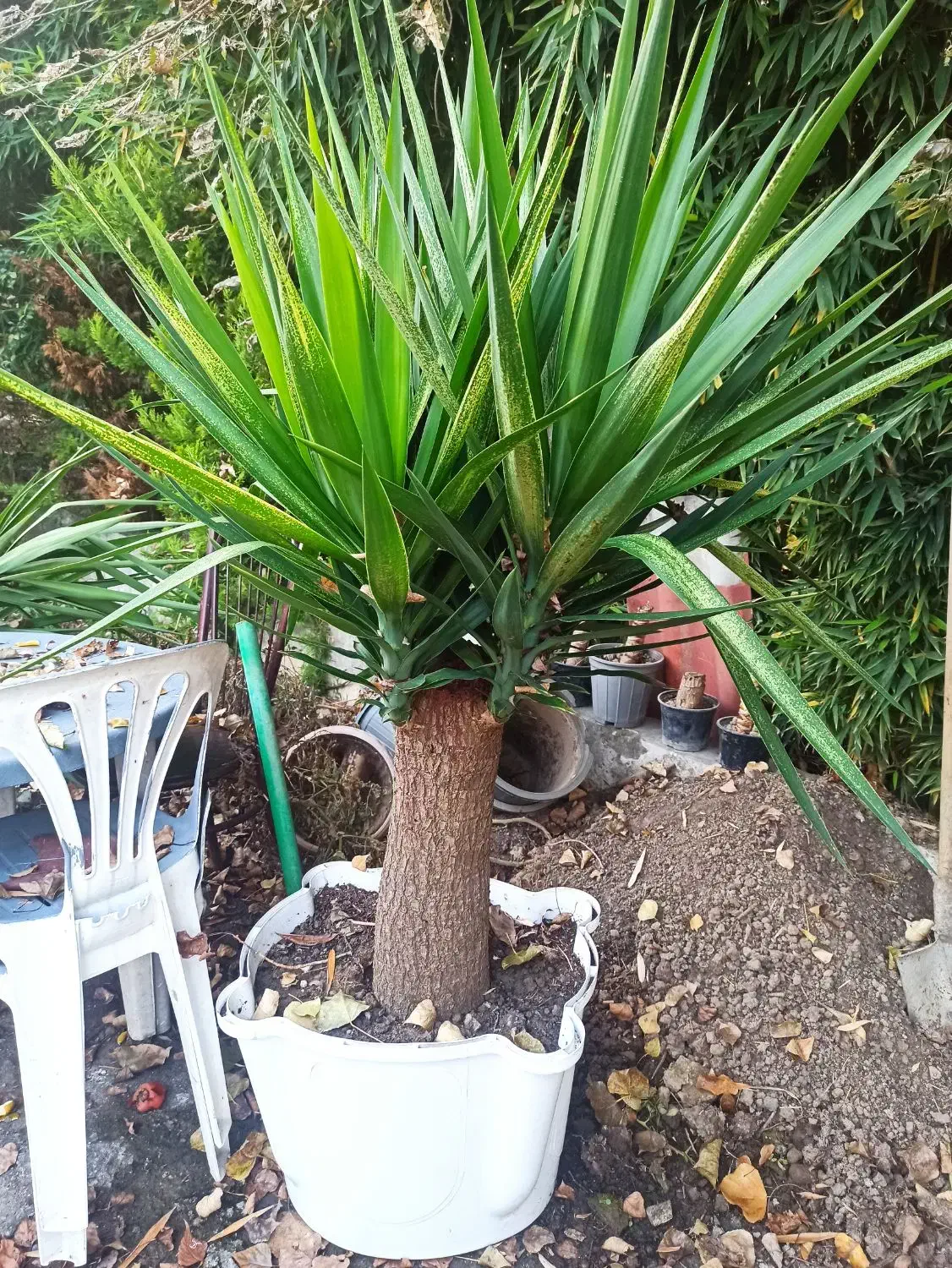 یوکا|گل و گیاه طبیعی|نوشهر, |دیوار