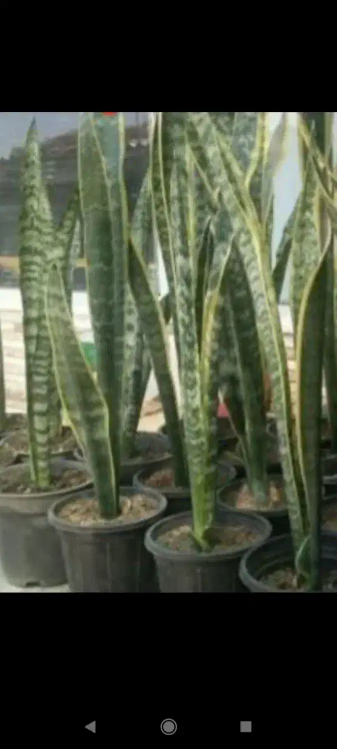 سنگ عتیقه|کلکسیون اشیاء عتیقه|بروجرد, |دیوار