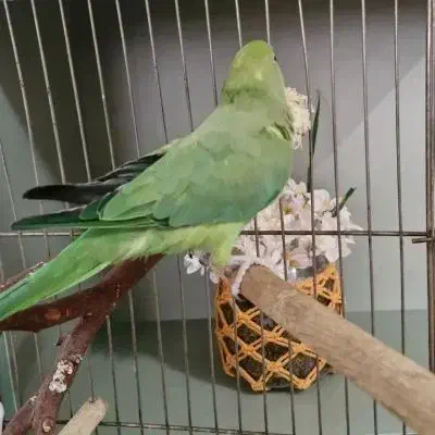 طوطی ملنگو|پرنده|شهر ری, ظهیرآباد|دیوار