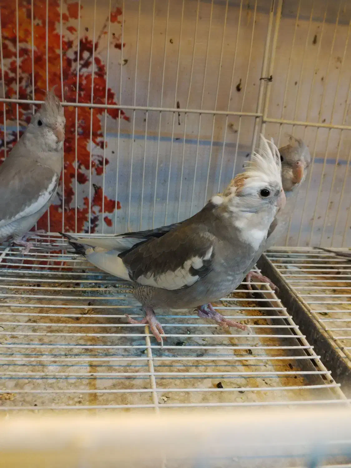 عروس سرلاکی گرینچیک دستی مرغ عشق|پرنده|سبزوار, فیاض|دیوار