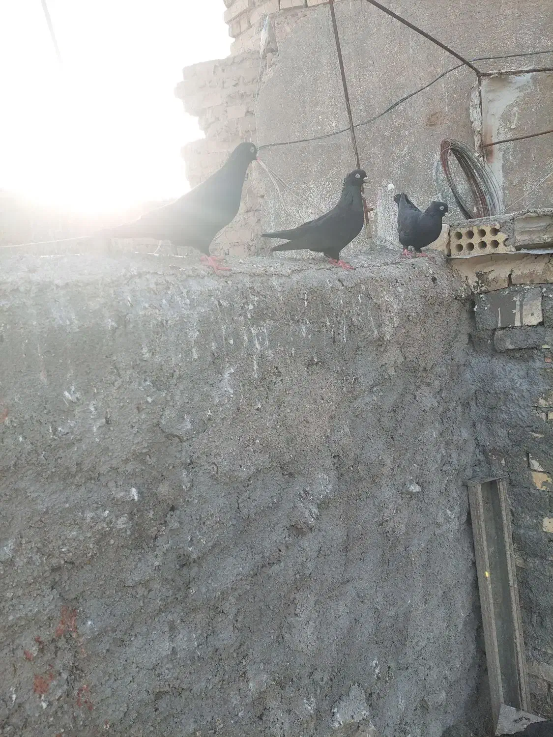 زاغ|پرنده|خرمشهر, |دیوار