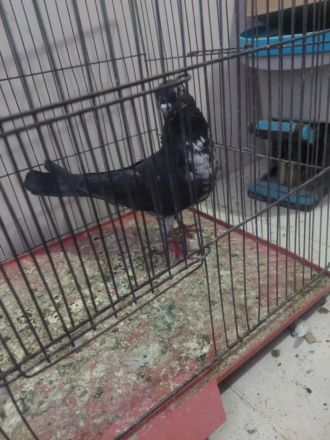 نرسیماش کاکولی درجه۱|پرنده|قم, وادی السلام|دیوار