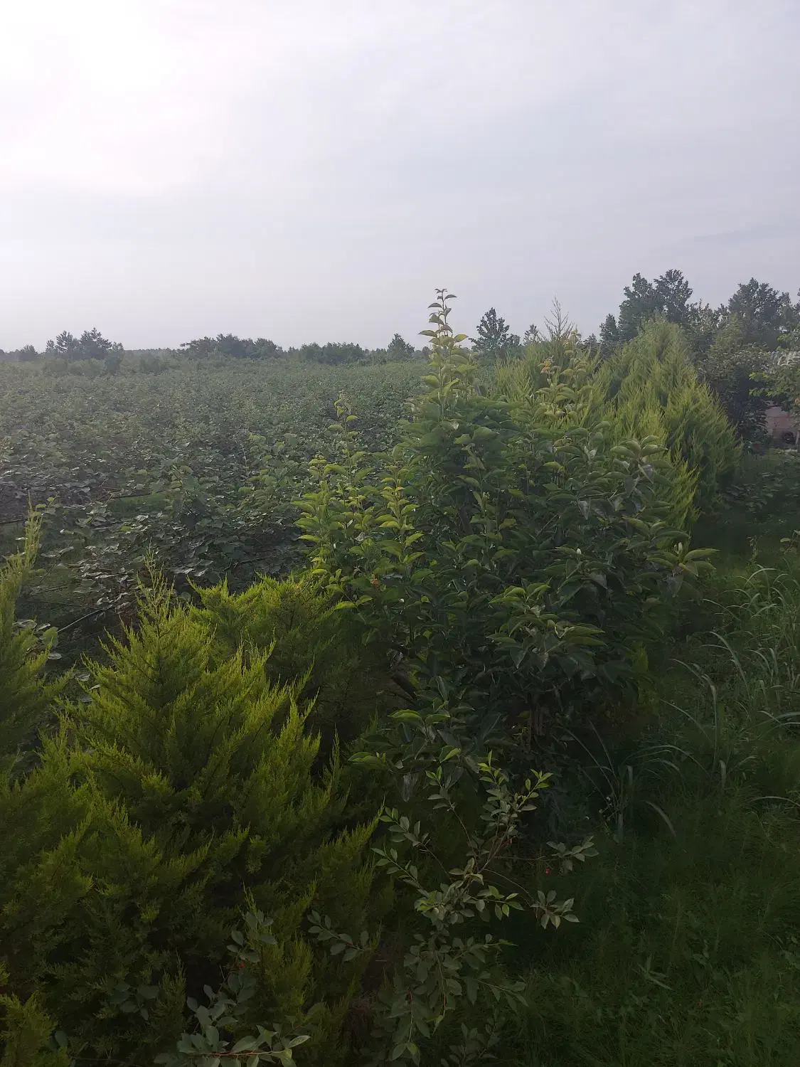 ۲۴۰۰متر باغ درشمال مازندران نشتارود کترا|فروش زمین و ملک کلنگی|نشتارود, |دیوار