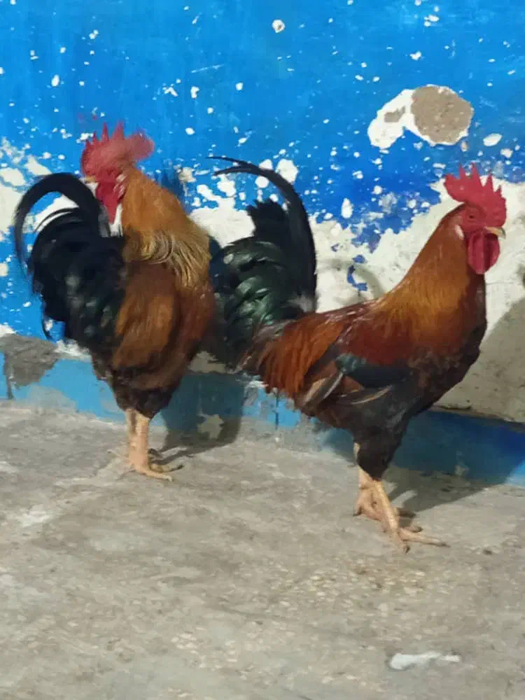 شادگان دارخوین|حیوانات مزرعه|شادگان, |دیوار