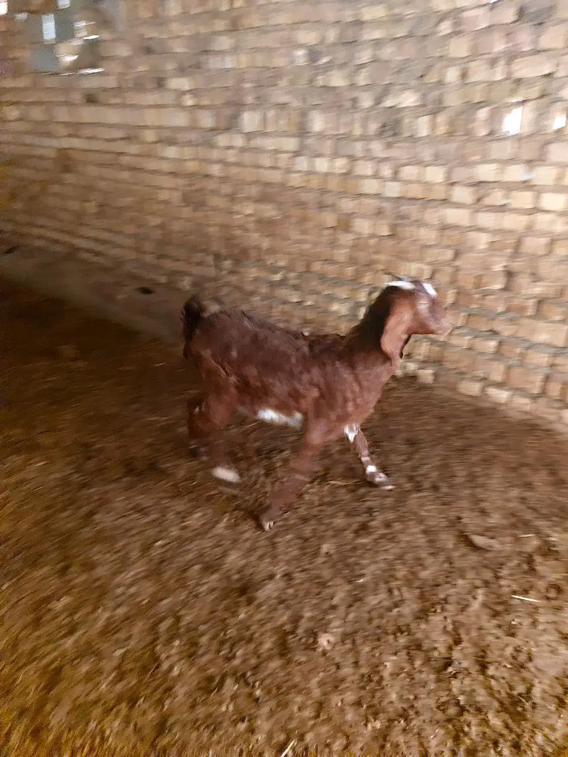 بز پاکستانی|حیوانات مزرعه|اسفرورین, |دیوار