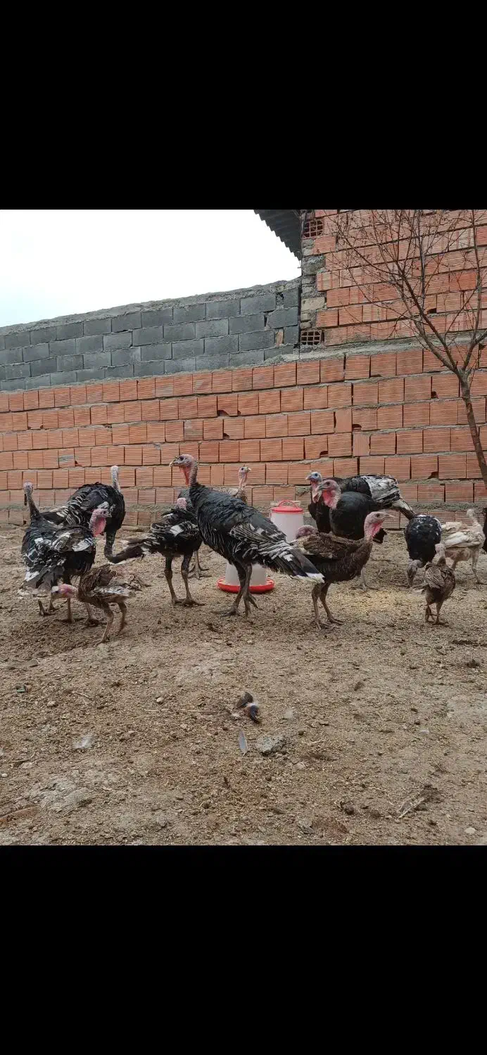 بوقلمون برنز ۶ ماهه و ۸ ماهه و ۱۰ ماهه|حیوانات مزرعه|گرگان, |دیوار