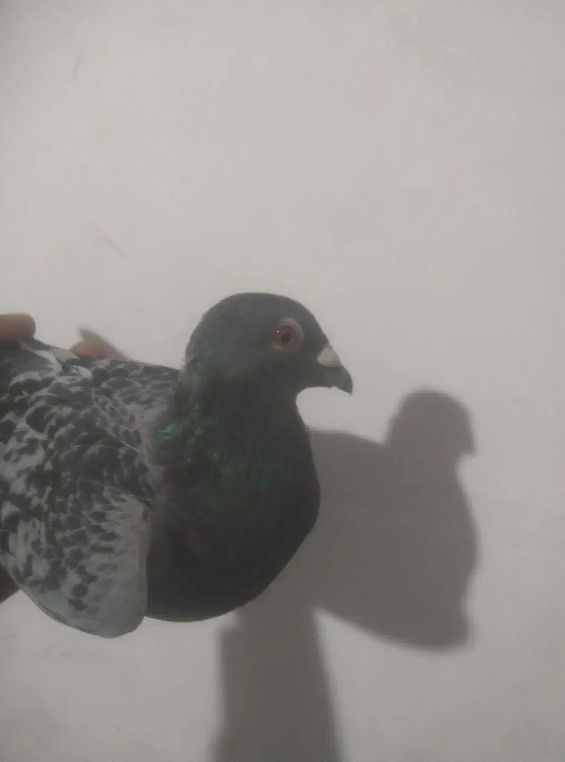 کبوتر|پرنده|خاش, |دیوار