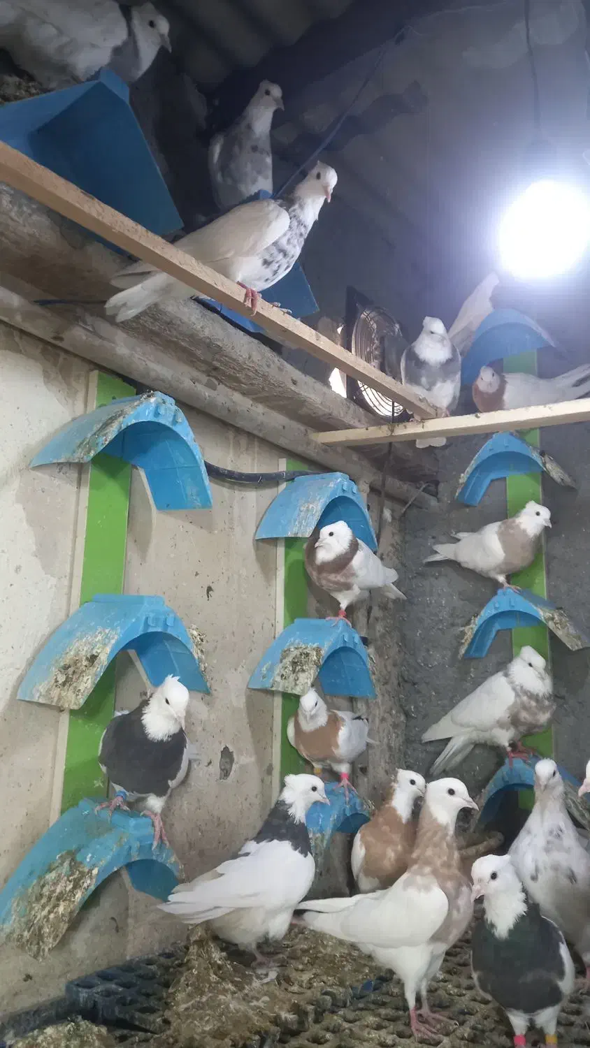 کفتر طوقی|پرنده|فردیس, فردیس|دیوار