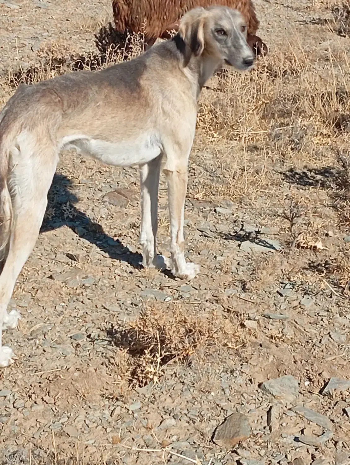 تازی|سگ|گل تپه, |دیوار