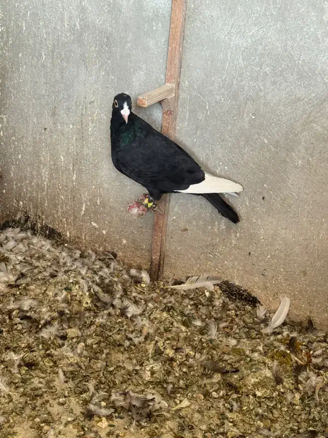 پرنده کبوتر قره سیاه|پرنده|شیراز, شهرک گلستان|دیوار