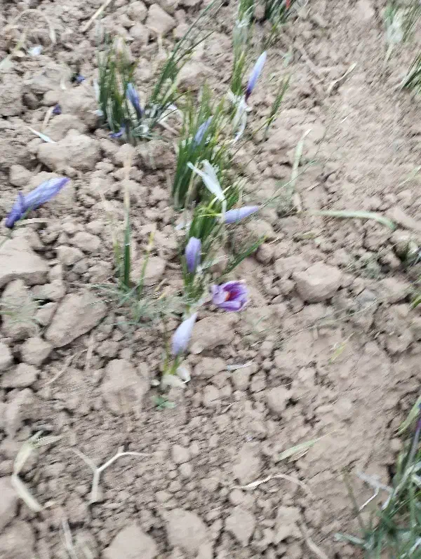 زمین زعفران اماده برداشت|فروش دفتر صنعتی، کشاورزی، تجاری|بوژگان, |دیوار