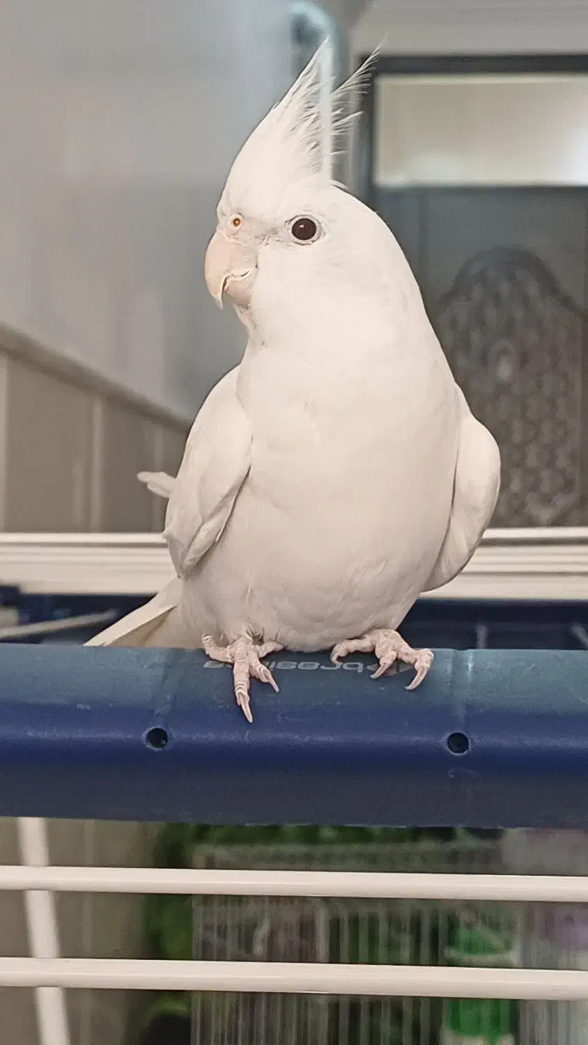 عروس هلندی البینو|پرنده|قم, شهرک امام حسن|دیوار