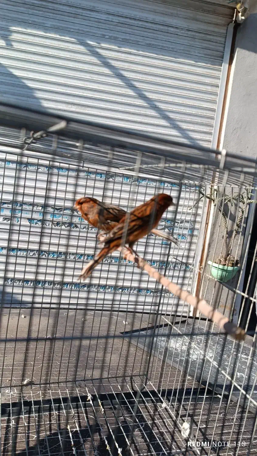 قناری دارچینی سوخته|پرنده|گنبد کاووس, |دیوار