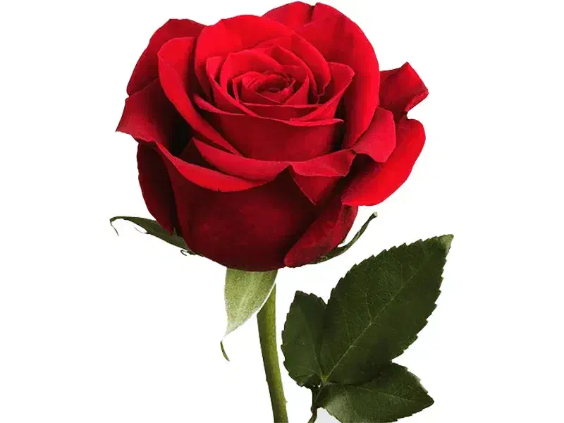 به یک ادیت کار خانم نیازمندیم|استخدام هنری و رسانه|ساری, |دیوار