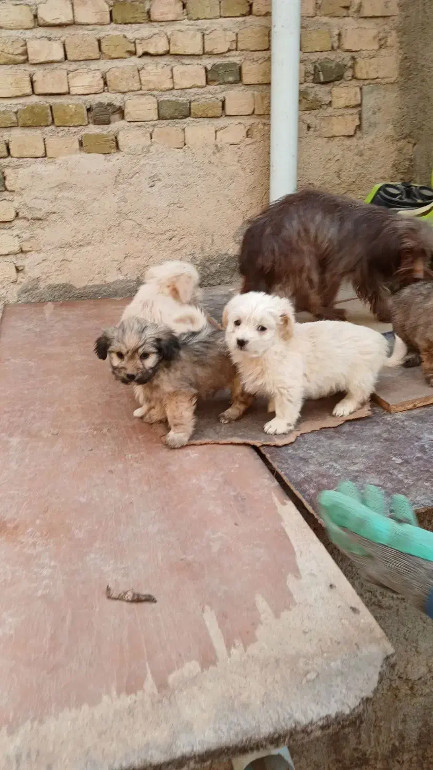 سگ پا کوتاه سگ خونگی|سگ|صباشهر, |دیوار