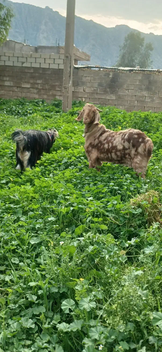 فروش‌تیشتر‌داشتی|حیوانات مزرعه|ایذه, |دیوار