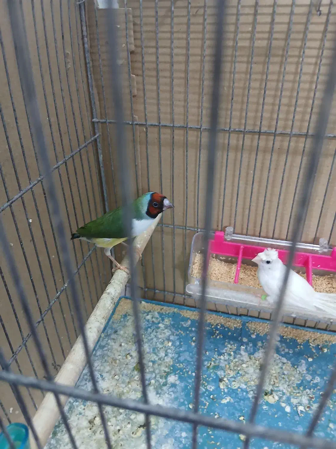 فنج گلدین|پرنده|قم, کلهری|دیوار