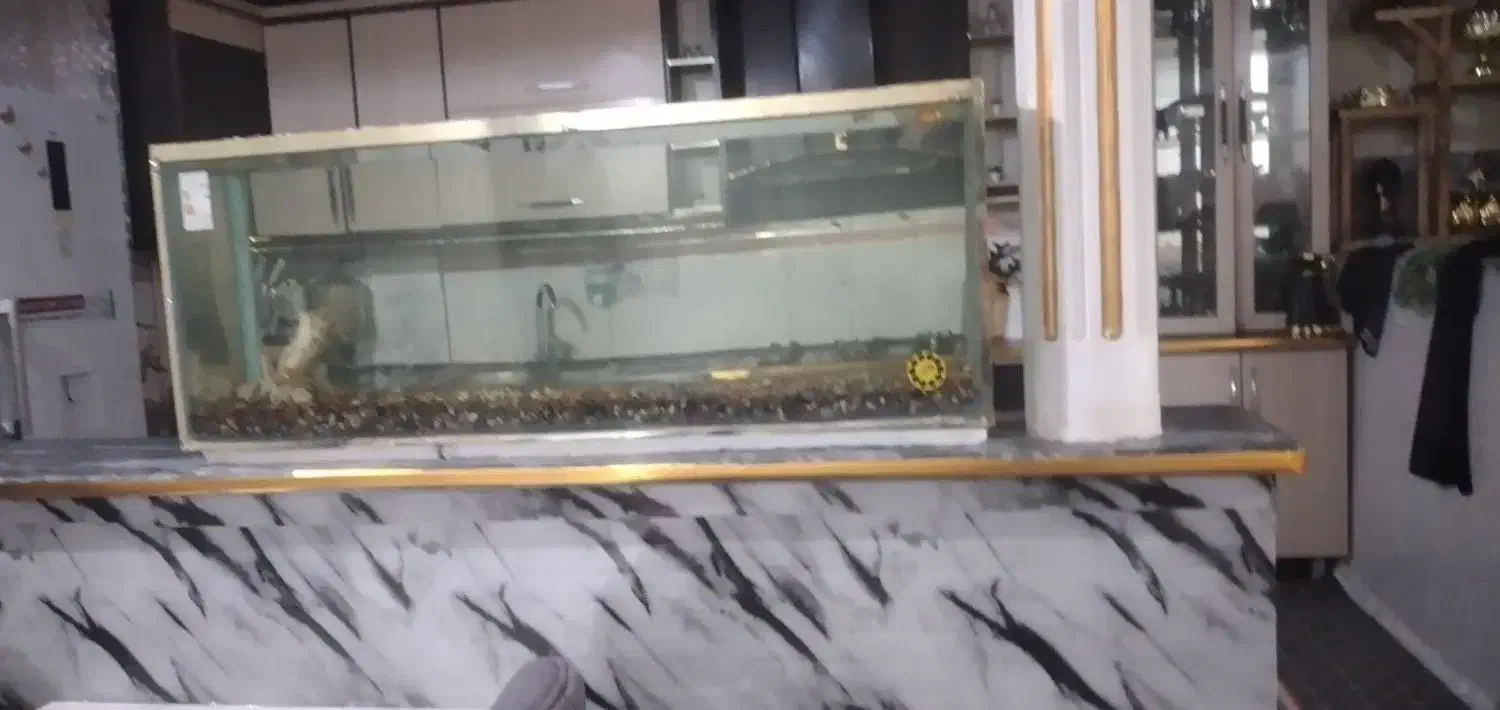 اکفاریوم|ماهی|بروجرد, |دیوار