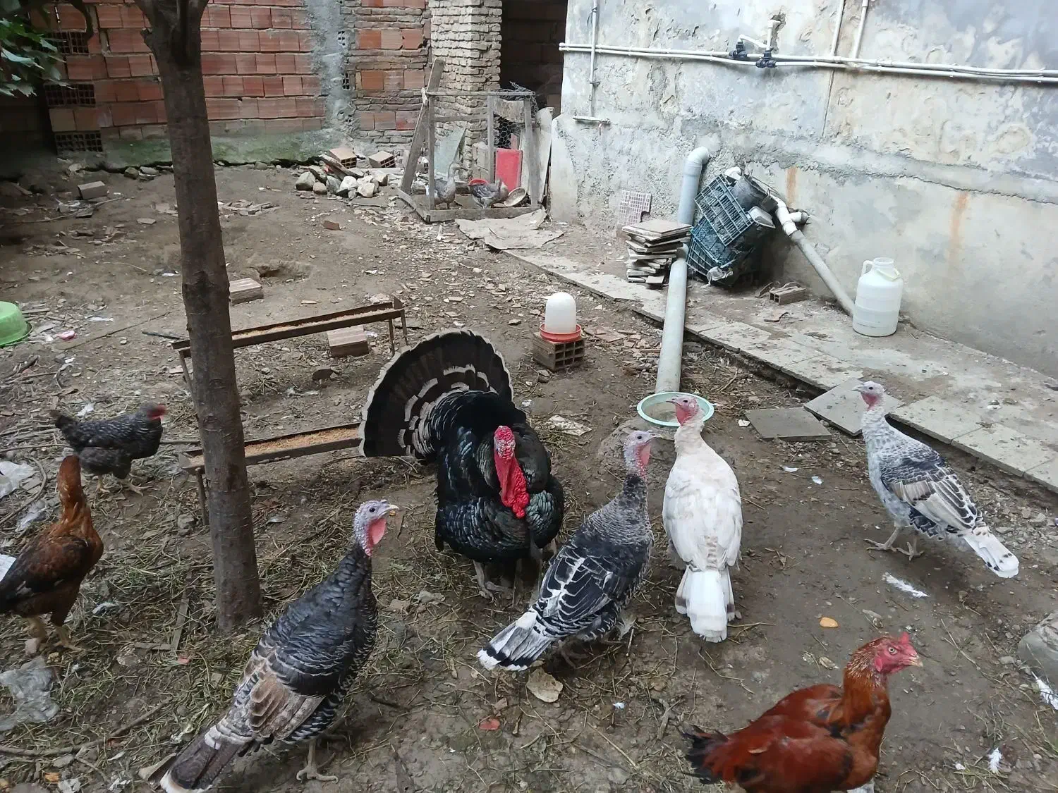 بوقلمون نر و ماده|حیوانات مزرعه|گلوگاه, |دیوار