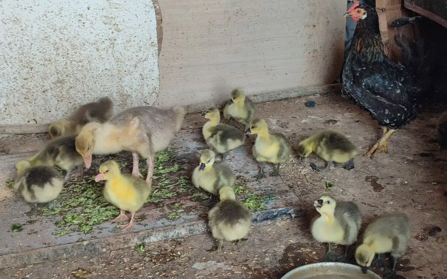 تخم غاز|حیوانات مزرعه|هندیجان, |دیوار