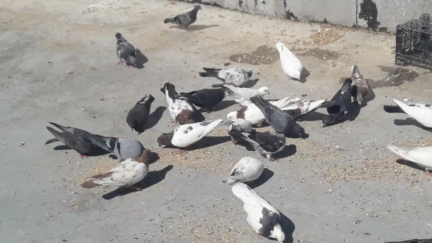 کبوترسینه ای تک پر ریش|پرنده|فاضل آباد, |دیوار