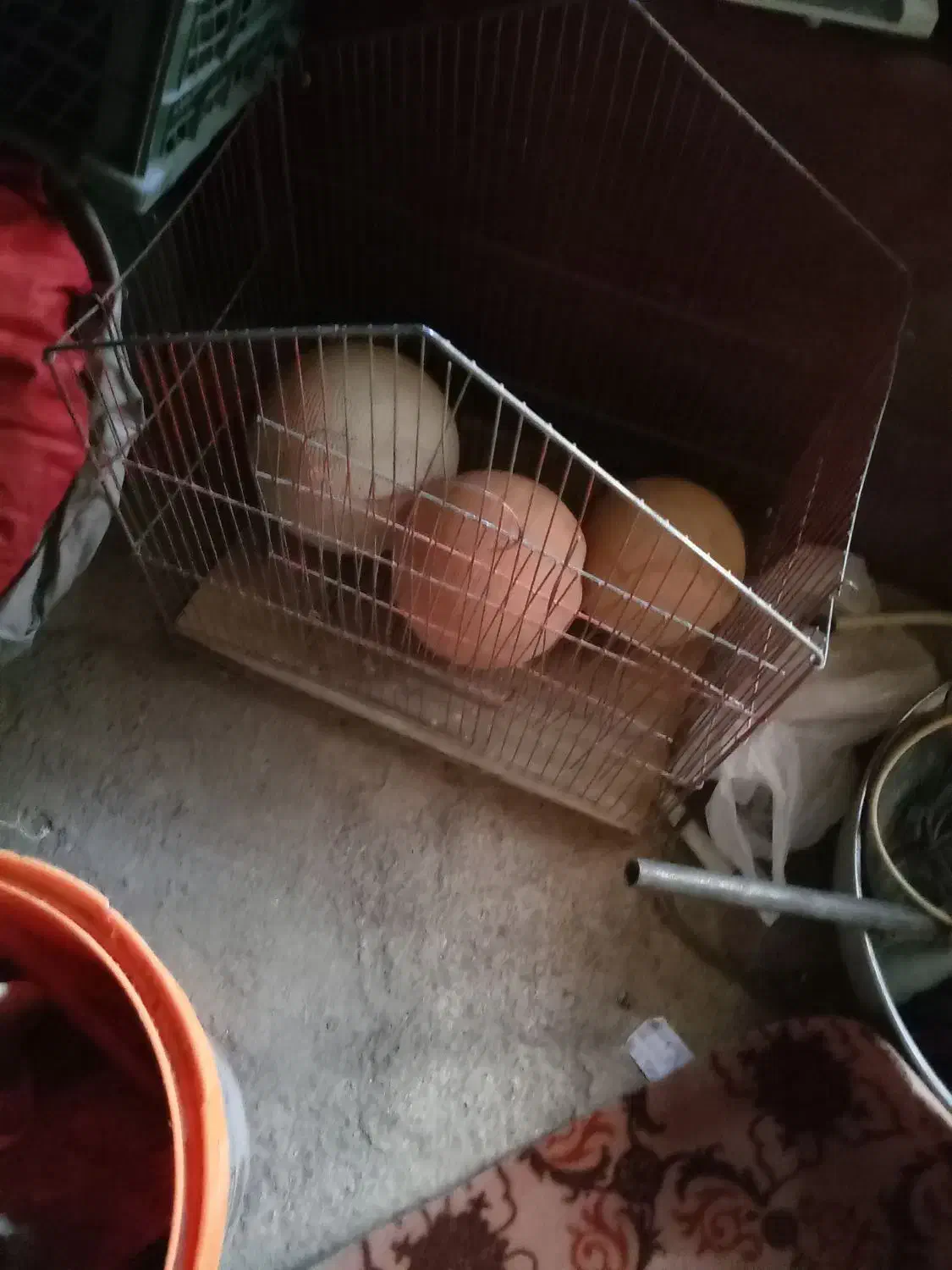 قفس پرنده ویک قفس بزرگ سالم|لوازم جانبی حیوانات|تربت جام, معدآباد|دیوار