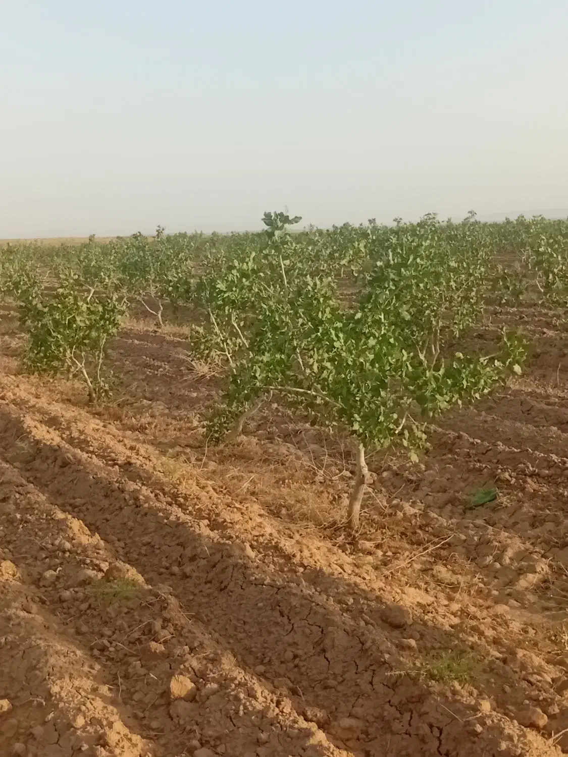 ۲۴ ساعت آب چاه موتورعمیق|فروش دفتر صنعتی، کشاورزی، تجاری|شامکان, |دیوار