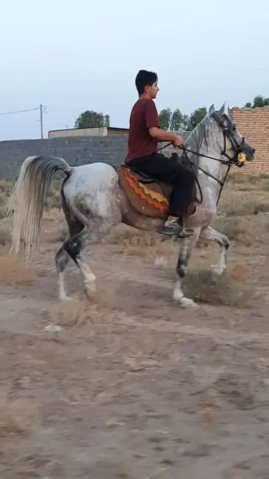 اسب نریان|اسب و تجهیزات اسب‌سواری|زنجان, |دیوار