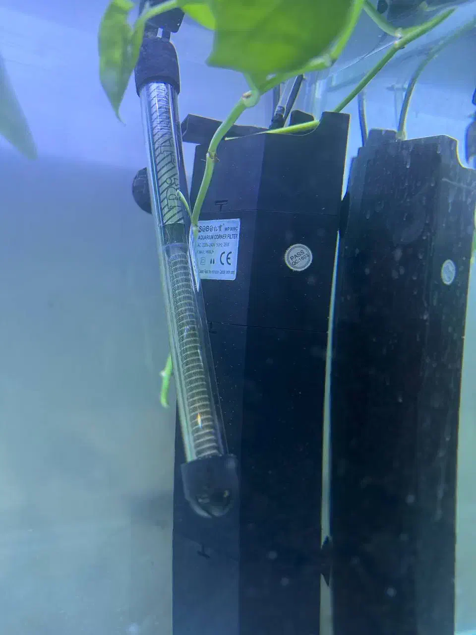 اکواریوم|ماهی|سنندج, |دیوار