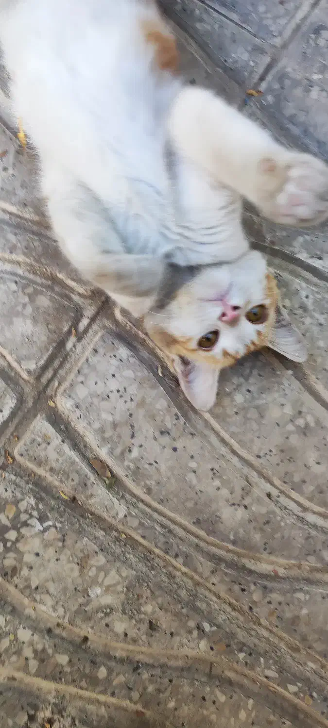 واگذاری  رایگان گربه زیر یکسال|گربه|اراک, |دیوار