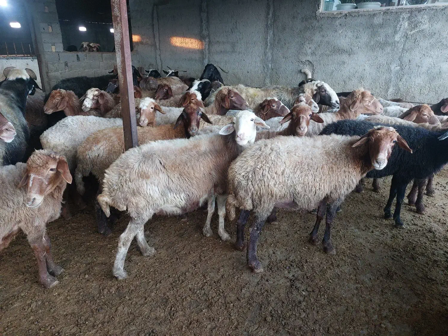 فروش ۴۰ راس میش|حیوانات مزرعه|فرح آباد, |دیوار