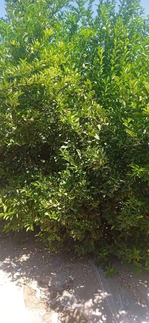 باغ|فروش زمین و ملک کلنگی|داراب, |دیوار