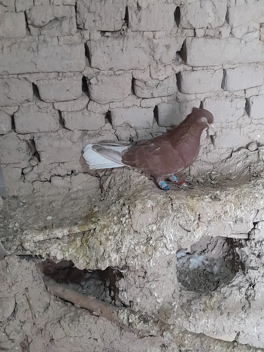 سرخ دم سفید نر کاکلی رنگه|پرنده|مشهد, کشف|دیوار