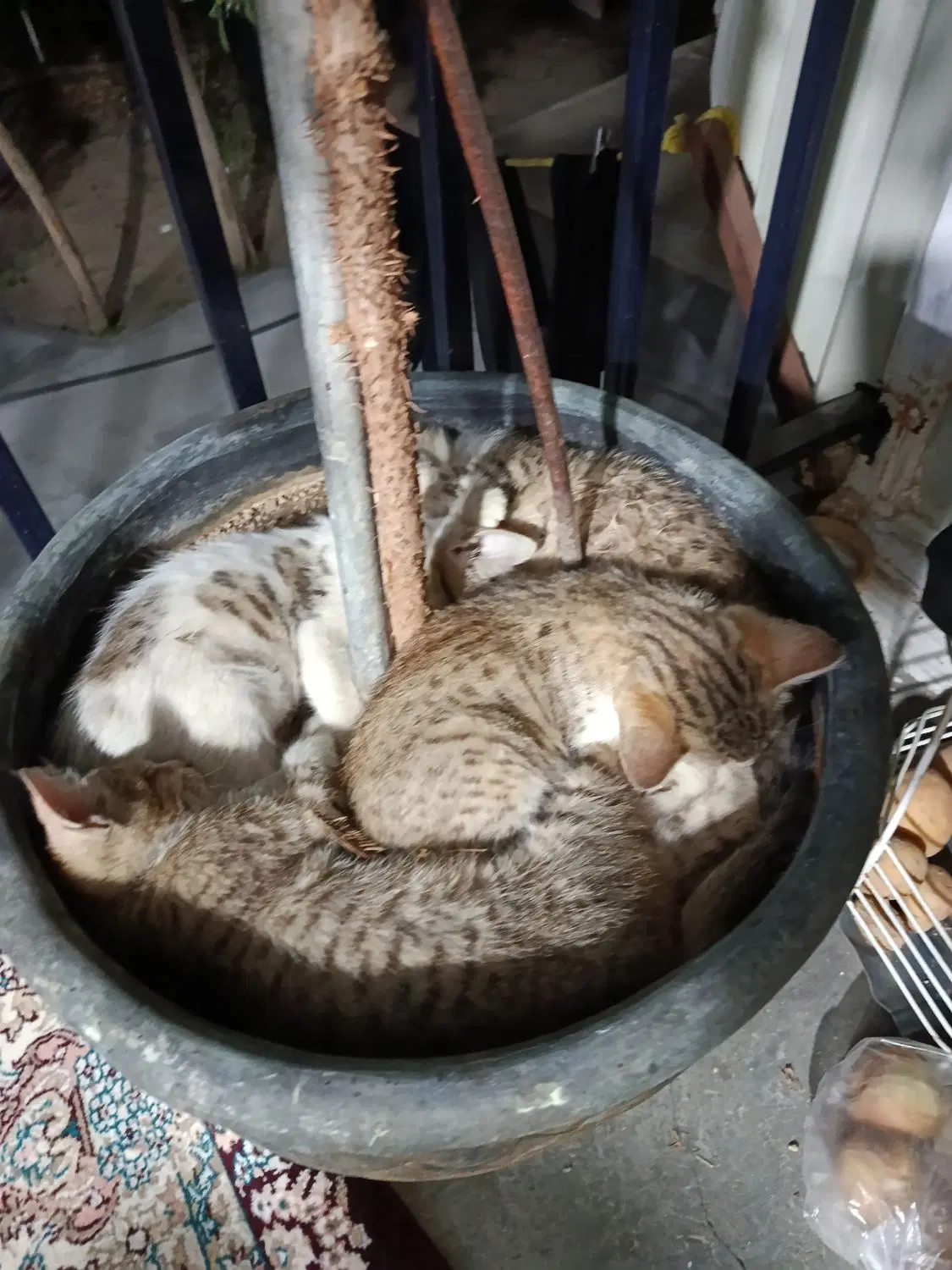 گربه|گربه|سنندج, |دیوار
