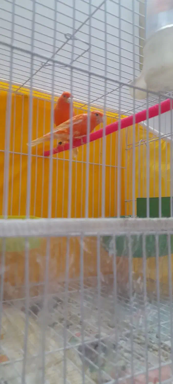 جوجه قناری|پرنده|مشهد, طبرسی شمالی|دیوار