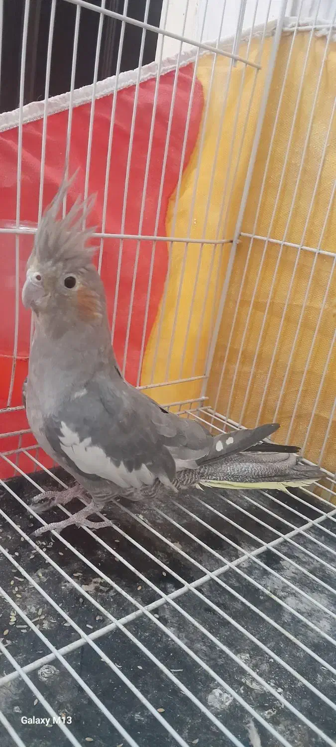 عروس هلندی|پرنده|تربتحیدریه, سیلوی گندم|دیوار