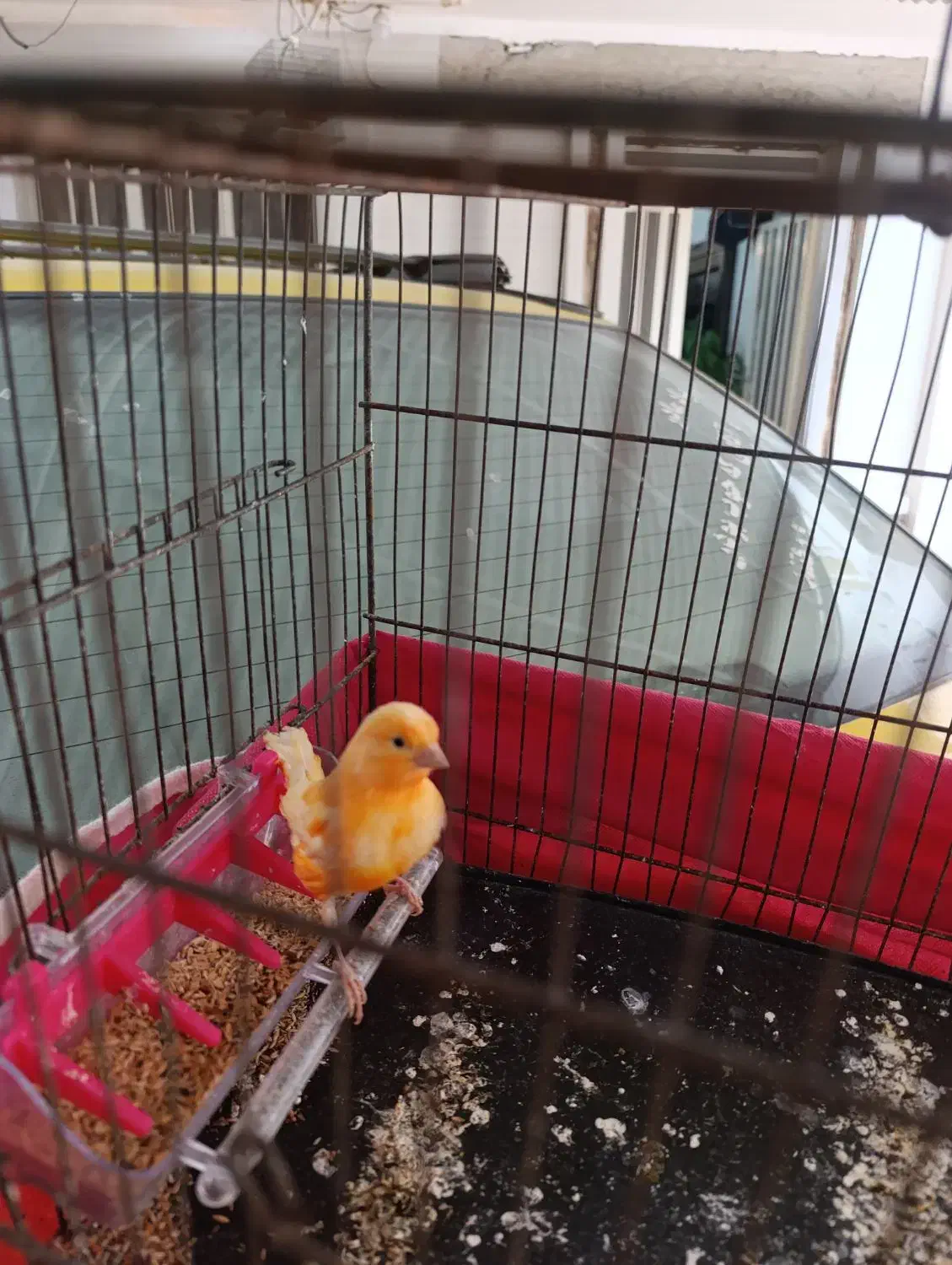 قناری سرخ|پرنده|رامهرمز, |دیوار